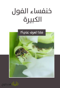 خنفساء الفول الكبيرة