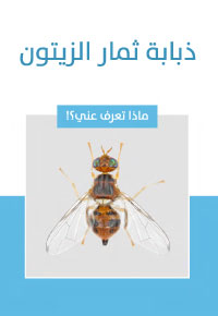 ذبابة ثمار الزيتون