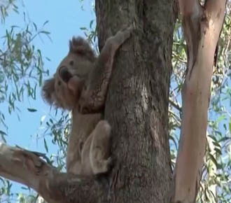 Koala bears endangered in Australia