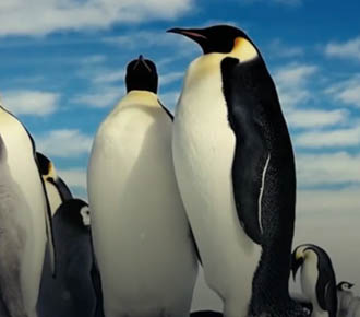 Imperial penguins endangered