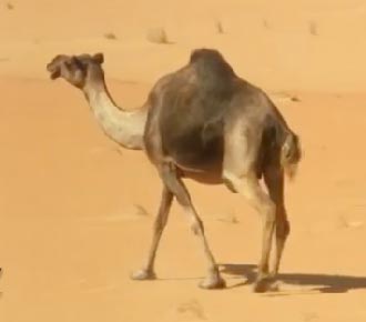الصحراء العربية